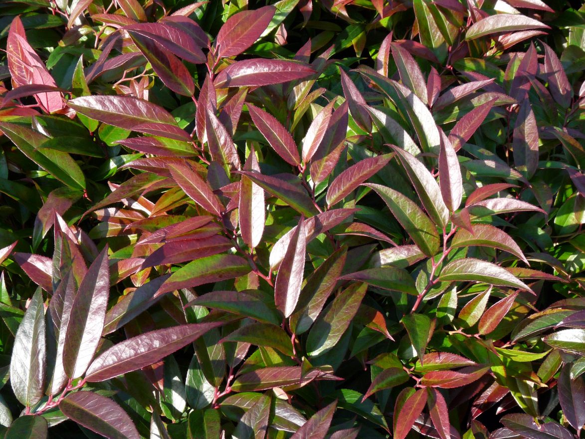 Leucothoe keiskei 'Royal Ruby'
